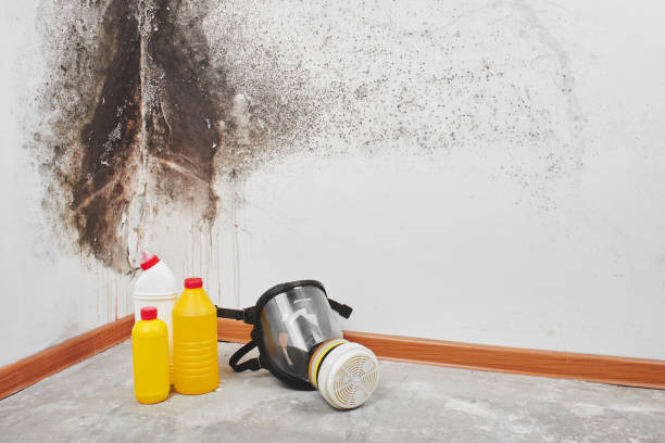 Best Mold Removal Company Near Me  in Mokuleia, HI