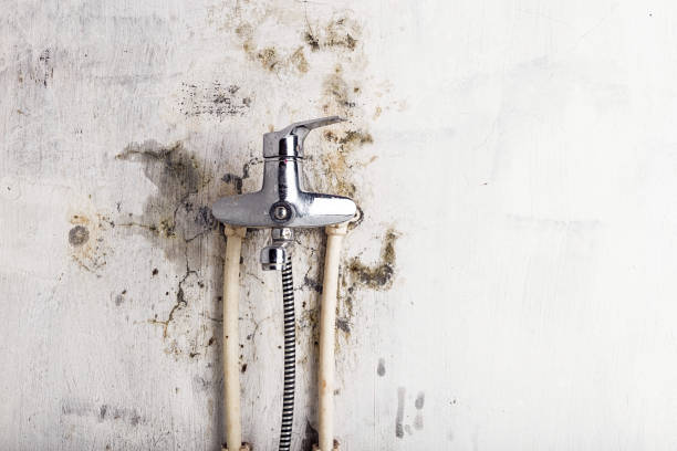 Professional Mold Removal in Mokuleia, HI