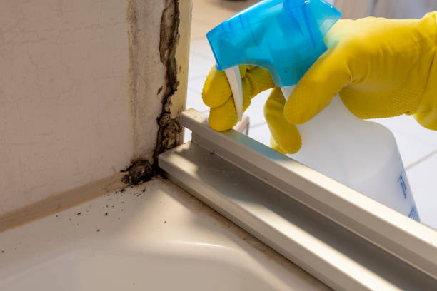 Best Black Mold Removal  in Mokuleia, HI