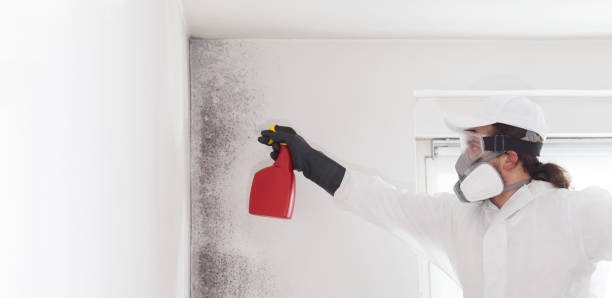 Best Residential Mold Removal  in Mokuleia, HI